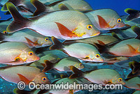 Humpback Snapper Lutjanus gibbus Photo - Gary Bell