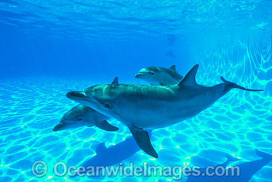 Indo-Pacific Bottlenose Dolphin photo Indo-Pacific Bottlenose Dolphin photo