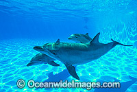 Indo-Pacific Bottlenose Dolphin Photo - Gary Bell
