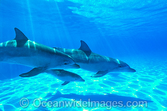 Bottlenose Dolphins photo Bottlenose Dolphins photo
