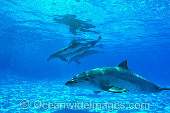 Indo-Pacific Bottlenose Dolphin pod photo Indo-Pacific Bottlenose Dolphin pod photo