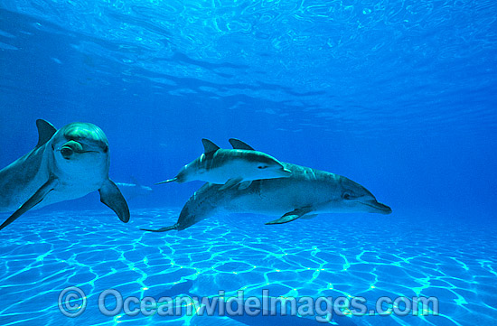 Bottlenose Dolphin photo Bottlenose Dolphin photo