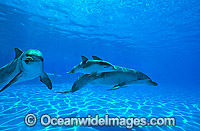 Bottlenose Dolphin Photo - Gary Bell