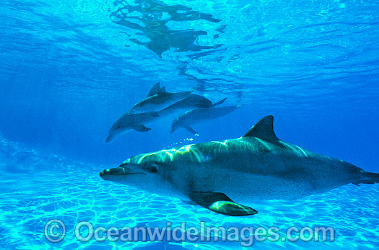 Indo-Pacific Bottlenose Dolphin pod photo Indo-Pacific Bottlenose Dolphin pod photo