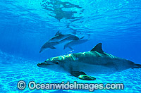 Indo-Pacific Bottlenose Dolphin pod Photo - Gary Bell
