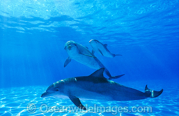 Indo-Pacific Bottlenose Dolphin photo Indo-Pacific Bottlenose Dolphin photo