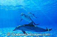 Indo-Pacific Bottlenose Dolphin Photo - Gary Bell