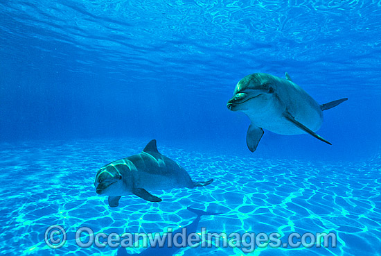 Bottlenose Dolphin photo Bottlenose Dolphin photo