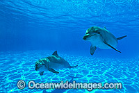 Bottlenose Dolphin Photo - Gary Bell