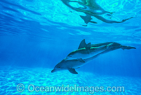 Indo-Pacific Bottlenose Dolphin mother and baby photo Indo-Pacific Bottlenose Dolphin mother and baby photo