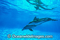 Indo-Pacific Bottlenose Dolphin mother and baby Photo - Gary Bell