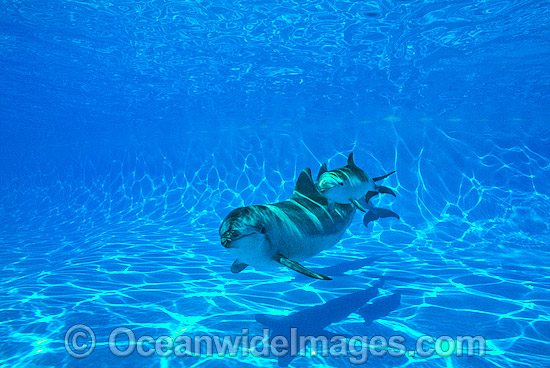 Bottlenose Dolphin mother and baby photo Bottlenose Dolphin mother and baby photo