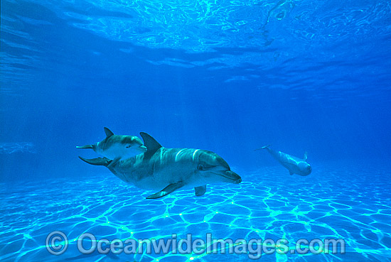 Bottlenose Dolphin Tursiops aduncas photo Bottlenose Dolphin Tursiops aduncas photo