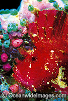 Leaf Scorpionfish Taenianotus triacanthus Photo - Gary Bell