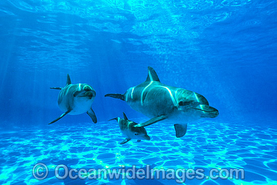 Bottlenose Dolphin Tursiops aduncas photo Bottlenose Dolphin Tursiops aduncas photo
