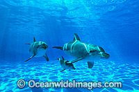 Bottlenose Dolphin Tursiops aduncas Photo - Gary Bell