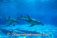Indo-Pacific Bottlenose Dolphin mother and baby Photo - Gary Bell