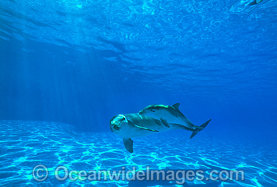 Bottlenose Dolphin mother and baby photo Bottlenose Dolphin mother and baby photo