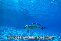 Bottlenose Dolphin mother and baby Photo - Gary Bell
