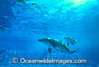 Indo-Pacific Bottlenose Dolphin mother and baby Photo - Gary Bell
