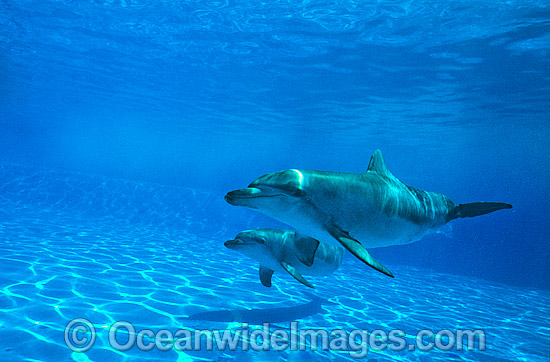 Bottlenose Dolphin Tursiops aduncas photo Bottlenose Dolphin Tursiops aduncas photo