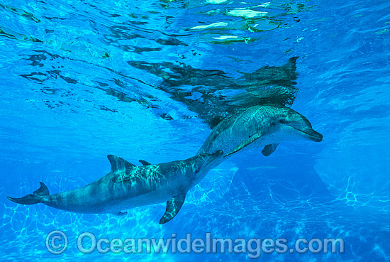 Bottlenose Dolphin male courting female photo Bottlenose Dolphin male courting female photo