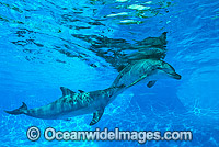 Bottlenose Dolphin male courting female Photo - Gary Bell