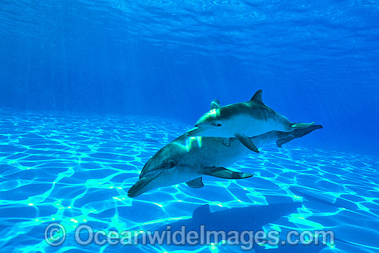Bottlenose Dolphin mother and baby photo Bottlenose Dolphin mother and baby photo