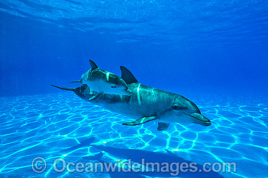 Indo-Pacific Bottlenose Dolphin mother and baby photo Indo-Pacific Bottlenose Dolphin mother and baby photo