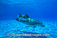 Indo-Pacific Bottlenose Dolphin mother and baby Photo - Gary Bell