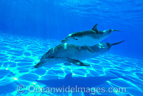 Bottlenose Dolphin mother and baby photo Bottlenose Dolphin mother and baby photo
