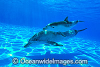 Bottlenose Dolphin mother and baby Photo - Gary Bell