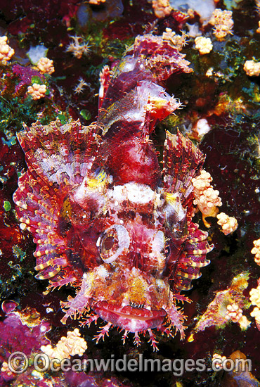 Small-scale Scorpionfish photo