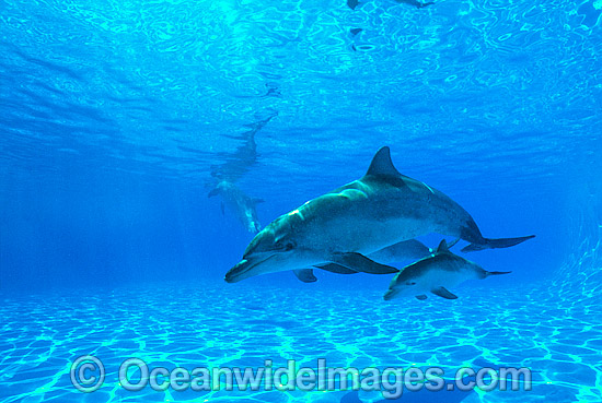 Indo-Pacific Bottlenose Dolphin mother and baby photo Indo-Pacific Bottlenose Dolphin mother and baby photo