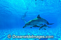Indo-Pacific Bottlenose Dolphin mother and baby Photo - Gary Bell