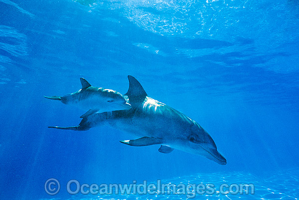 Bottlenose Dolphin mother and baby photo Bottlenose Dolphin mother and baby photo