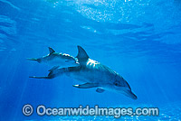 Bottlenose Dolphin mother and baby Photo - Gary Bell