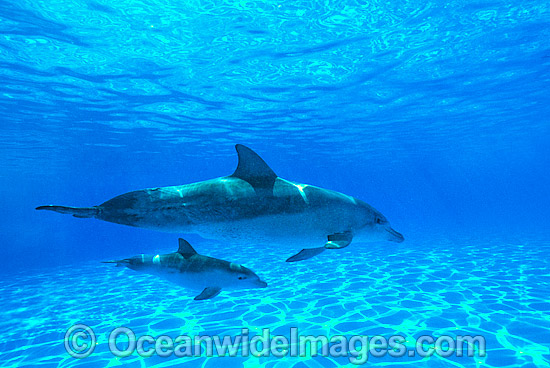 Indo-Pacific Bottlenose Dolphin mother and baby photo Indo-Pacific Bottlenose Dolphin mother and baby photo