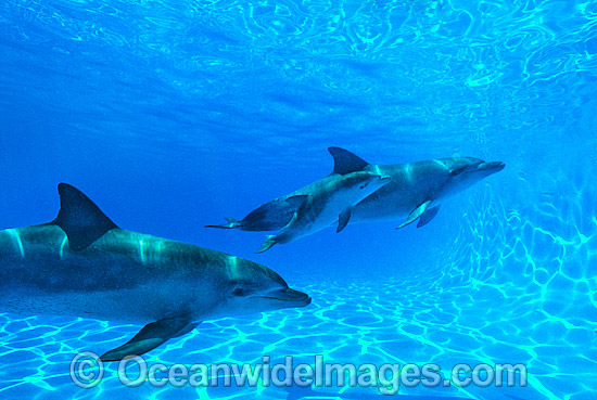 Bottlenose Dolphin mother and baby photo Bottlenose Dolphin mother and baby photo