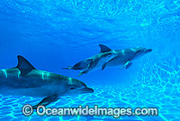 Bottlenose Dolphin mother and baby Photo - Gary Bell