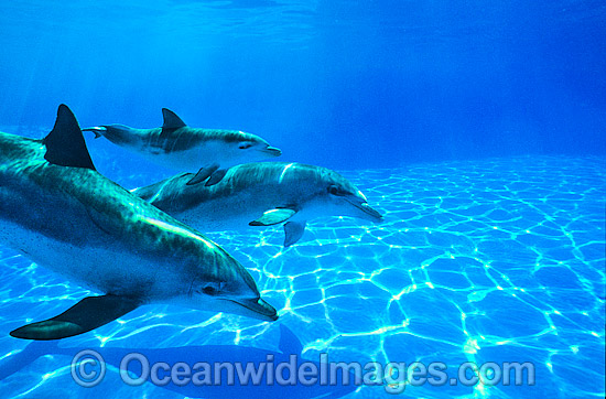 Bottlenose Dolphin mother and baby photo Bottlenose Dolphin mother and baby photo