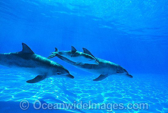 Indo-Pacific Bottlenose Dolphin mother and baby photo Indo-Pacific Bottlenose Dolphin mother and baby photo