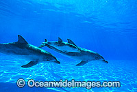 Indo-Pacific Bottlenose Dolphin mother and baby Photo - Gary Bell