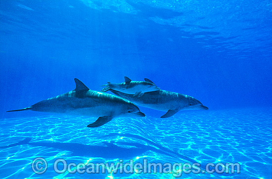 Bottlenose Dolphin mother and baby photo Bottlenose Dolphin mother and baby photo