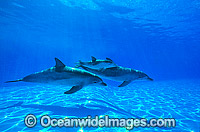 Bottlenose Dolphin mother and baby Photo - Gary Bell
