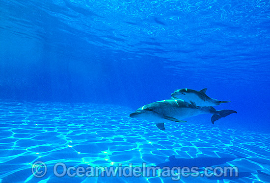 Bottlenose Dolphin mother and baby photo Bottlenose Dolphin mother and baby photo