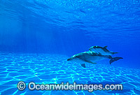 Bottlenose Dolphin mother and baby Photo - Gary Bell