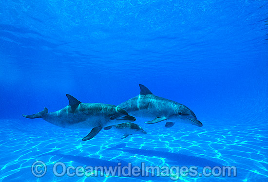 Indo-Pacific Bottlenose Dolphin mother and baby photo Indo-Pacific Bottlenose Dolphin mother and baby photo