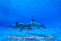 Indo-Pacific Bottlenose Dolphin mother and baby Photo - Gary Bell