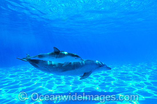Bottlenose Dolphin mother and baby photo Bottlenose Dolphin mother and baby photo